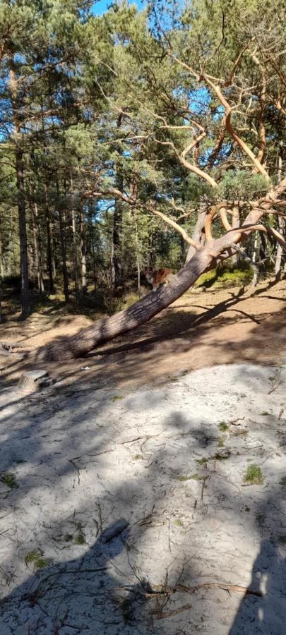 Domek Letniskowy Wczasy Nad Morzem Sasino Dış mekan fotoğraf